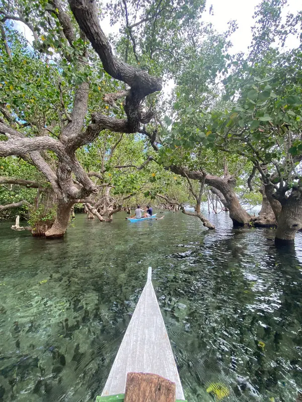 A boat gliding through a mangrove forest on the Camotes Islands